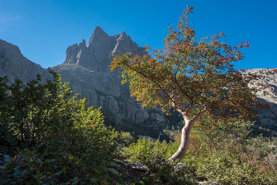 Frankreich, Haute Corse, Corte, Restonica-Tal, Regionaler Naturpark, Wanderung zum Melo-See, Sorbier und Lombarduccio-Gipfel