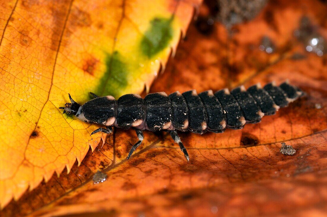 France, Haute Saone, Champagney, ground of an orchard in autumn, Lampyris noctiluca, adult female