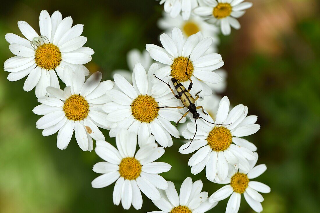 France, Haut Rhin, Orschwihr, Bollenberg hill, Thomisidae spider on the ground, Leptura maculata or Rutpela maculata on flowersTanacetum corymbosum