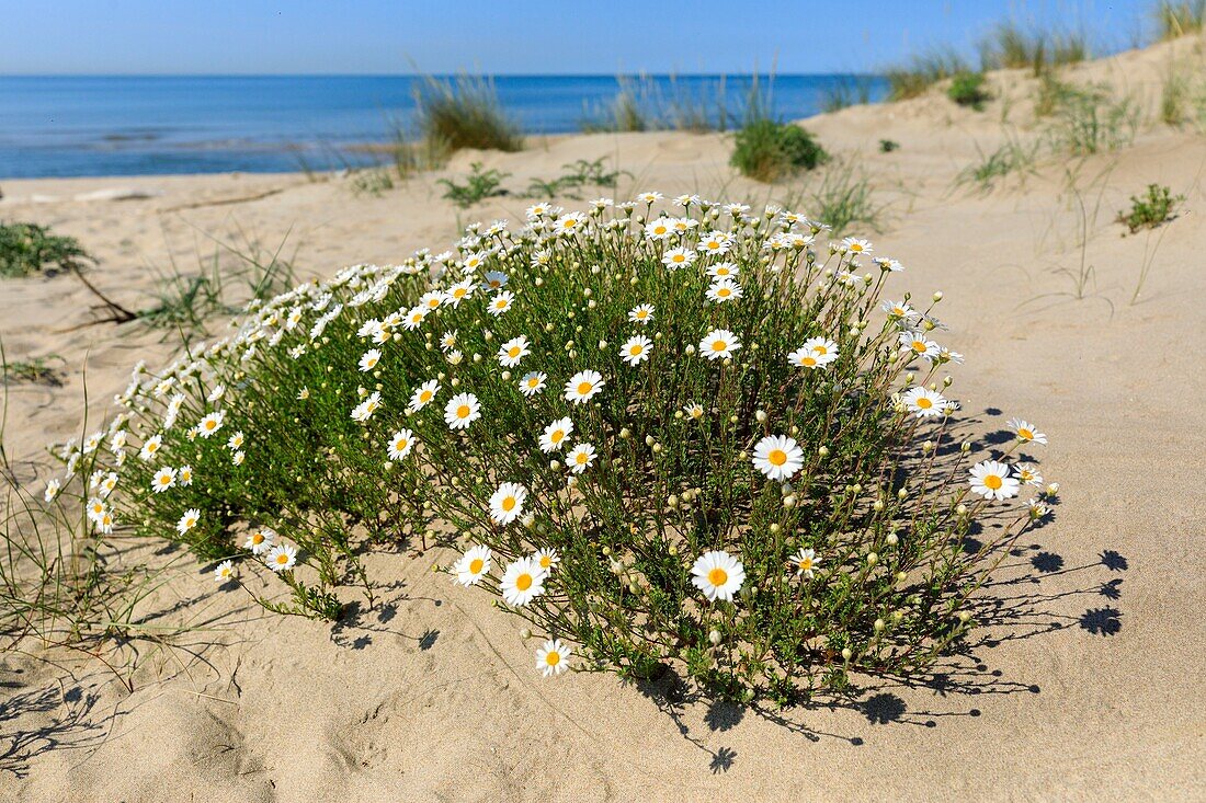 France, Bouches du Rhone, Camargue Regional Nature Park, Arles, Piémanson beach, Maritime chamomile (Anthemis maritima)