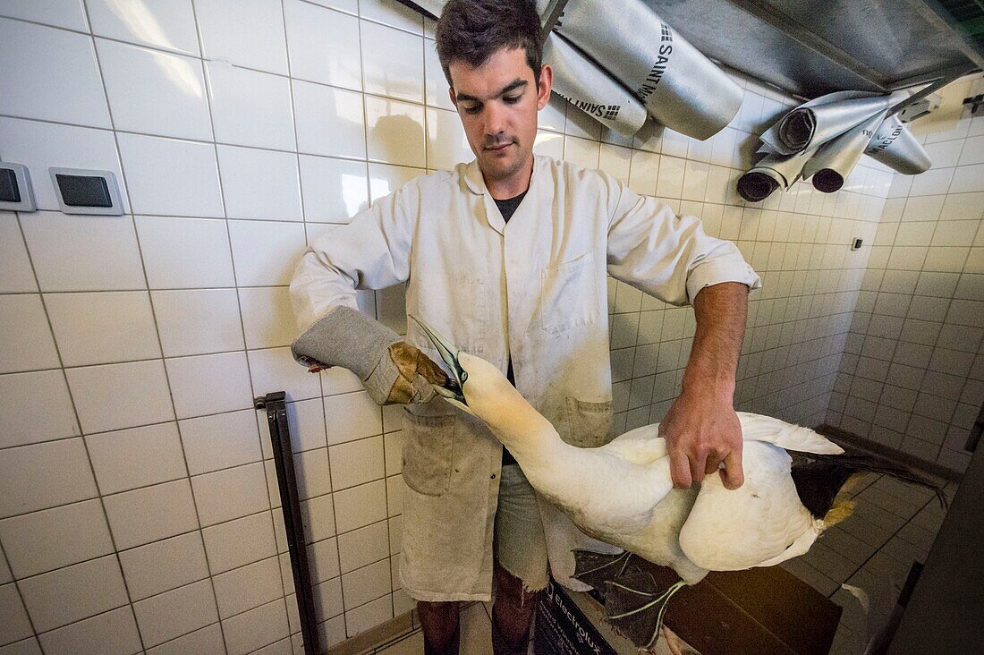 Frankreich, Cotes d'Armor, Rosa Granitküste, Pleumeur Bodou, Grande Island, Ornithologische Station der Vogelschutzliga (LPO), Wildlife Care Center, Fütterung eines Basstölpels (Morus bassanus)