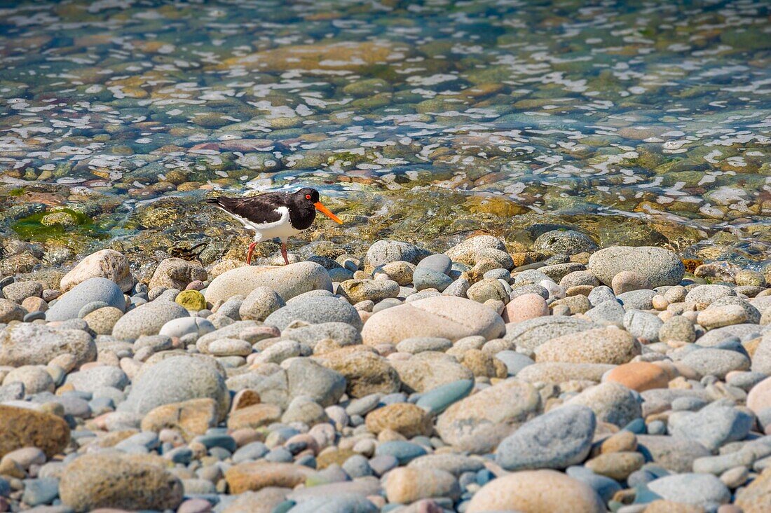 Frankreich, Cotes d'Armor, Perros Guirec, Austernfischer (Haematopus palliatus) an der Küste der Ile aux Moines im Naturpark Sept Îles