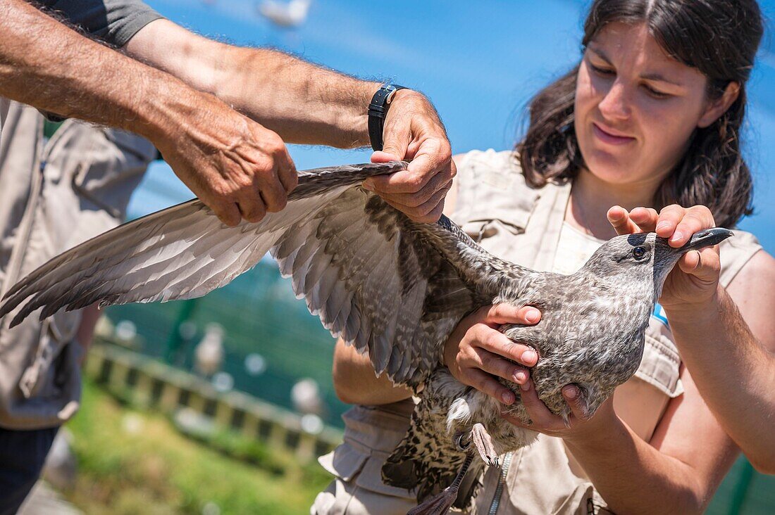 France, Cotes d'Armor, Pink Granite Coast, Pleumeur Bodou, Grande Island, Ornithological Station of the League of Protection of Birds (LPO), counting, weighing, census and ringing of Brown Gulls (Larus fuscus) and Herring Gulls (Larus argentatus) before releasing larger ones