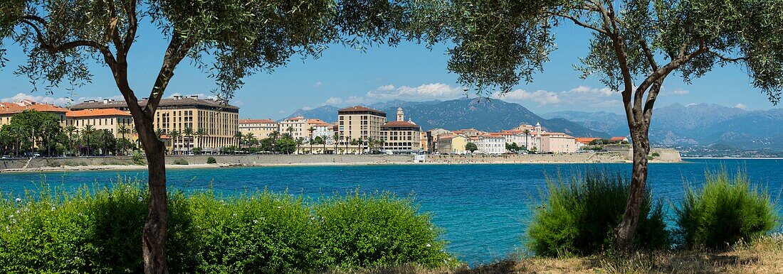 France, Corse du Sud, Ajaccio, panoramic view, olive trees on the seafront and Boulevard Pascal Rossini