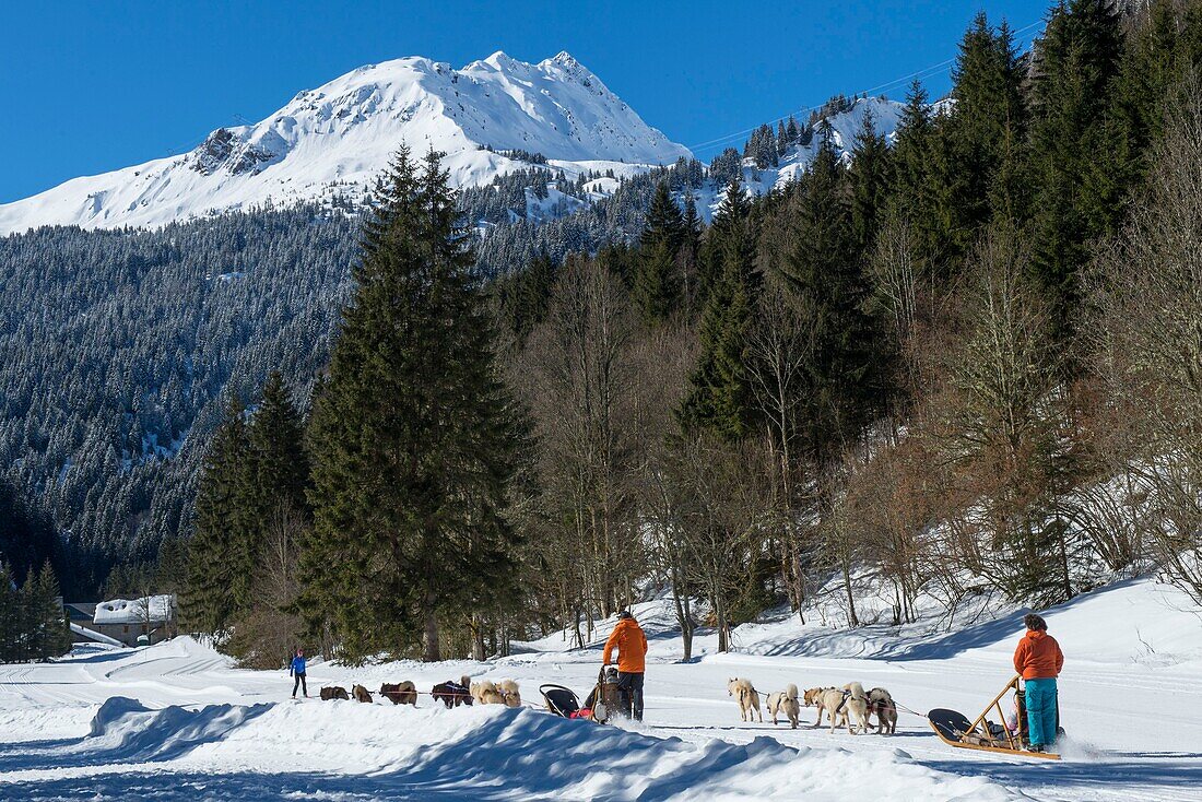 France, Haute Savoie, Massif of the Mont Blanc, the Contamines Montjoie, trails round in harness of dogs of sleds on the Scandinavian space of notre dame de la Gorge with the needle of Roselette