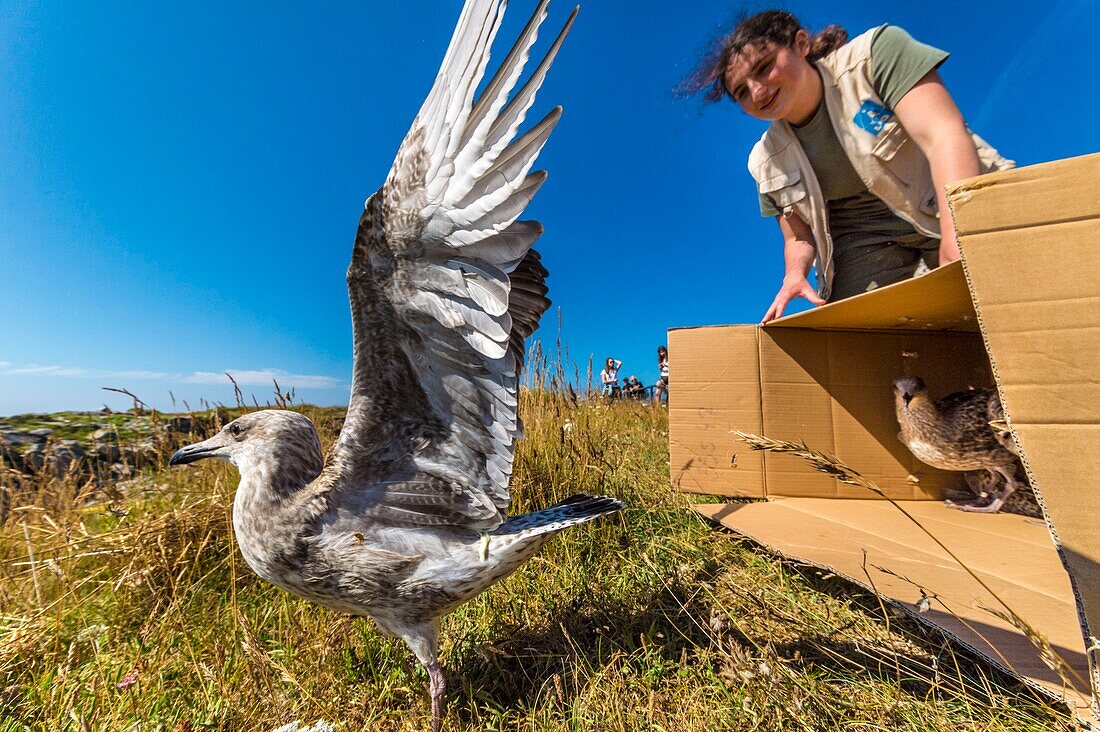 Frankreich, Cotes d'Armor, Rosa Granitküste, Pleumeur Bodou, Grande Island, Ornithologische Station der Liga für Vogelschutz (LPO), Freilassung von Beringungsmöwen