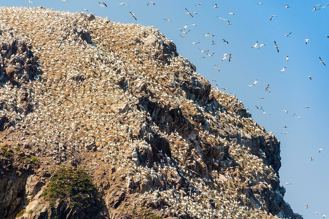 France, Cotes d'Armor, Perros Guirec, colony of gannets (Morus bassanus) on Rouzic island in the Sept Îles nature reserve