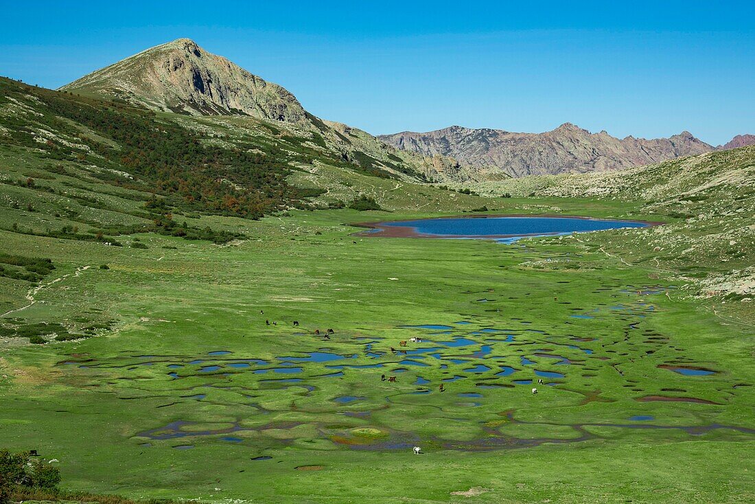 France, Haute Corse, Corte, Restonica Valley, flying over the lakes of the Regional Natural Park here Lake Nino on the GR20 surrounded by pozzine and Capu Tozzu (aerial view)