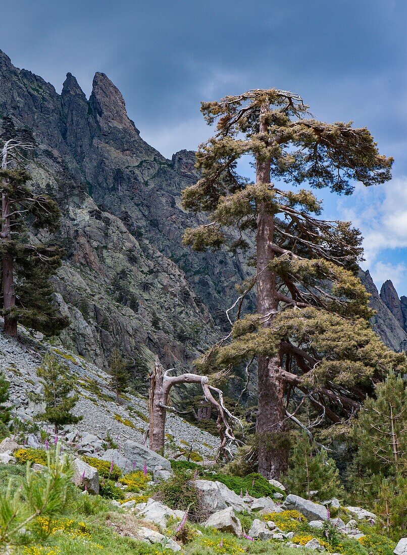 France, Haute Corse, Corte, Restonica Valley, regional natural park, towards the sheepfold of Grottelle, immense pines laricio defy the time