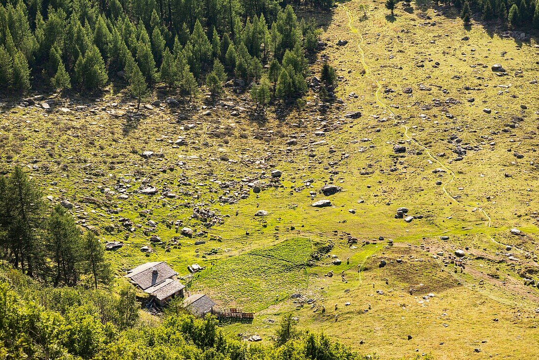 France, Haute Savoie, Chamonix Mont Blanc, village of Argentiere, mountain range of Mont Blanc, Jean-Luc Pitrat, sheperd, mountain pasture of the Pendant