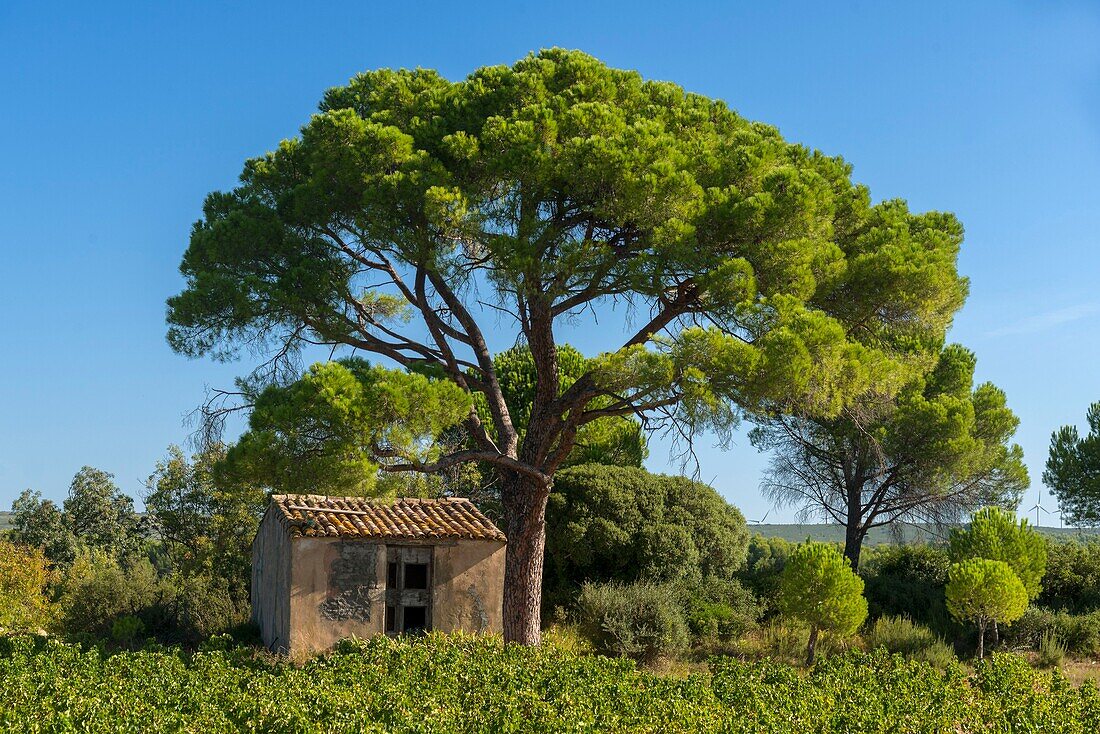 France, Herault, Villeveyrac, Domain of the Mas of Bayle, house at the foot of a stone pine in the middle of vineyards