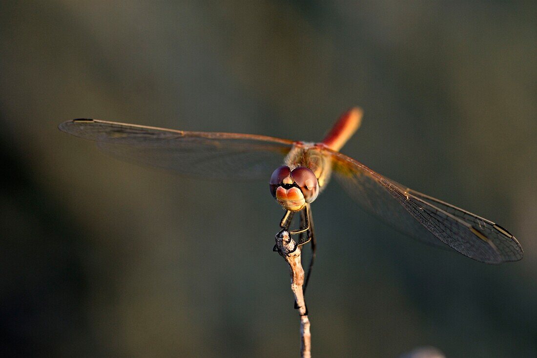 France, Var, Six Fours les Plages, Le Brusc, Gaou islands, dragonfly (Sympetrum fonscolombii), male