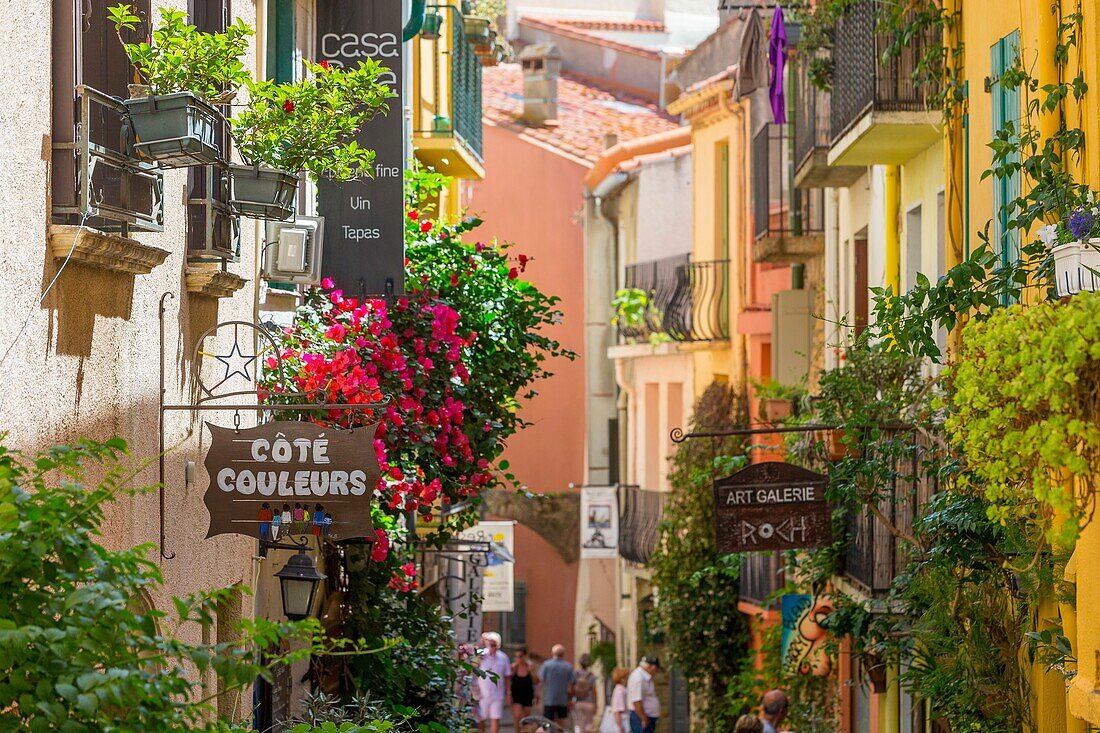 Frankreich, Östliche Pyrenäen, Cote Vermeille, Collioure
