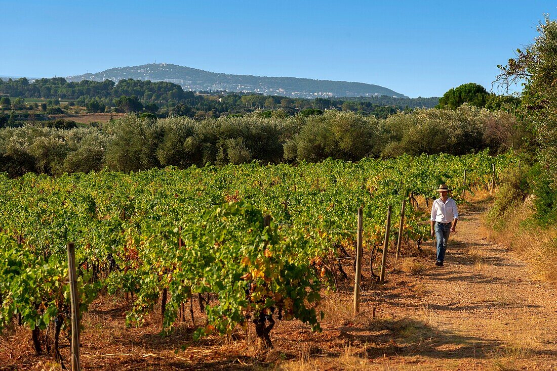 Frankreich, Herault, Poussan, Domaine Clos des Nines, Mann beim Spaziergang in den Weinbergen mit dem Berg Saint-Clair im Hintergrund