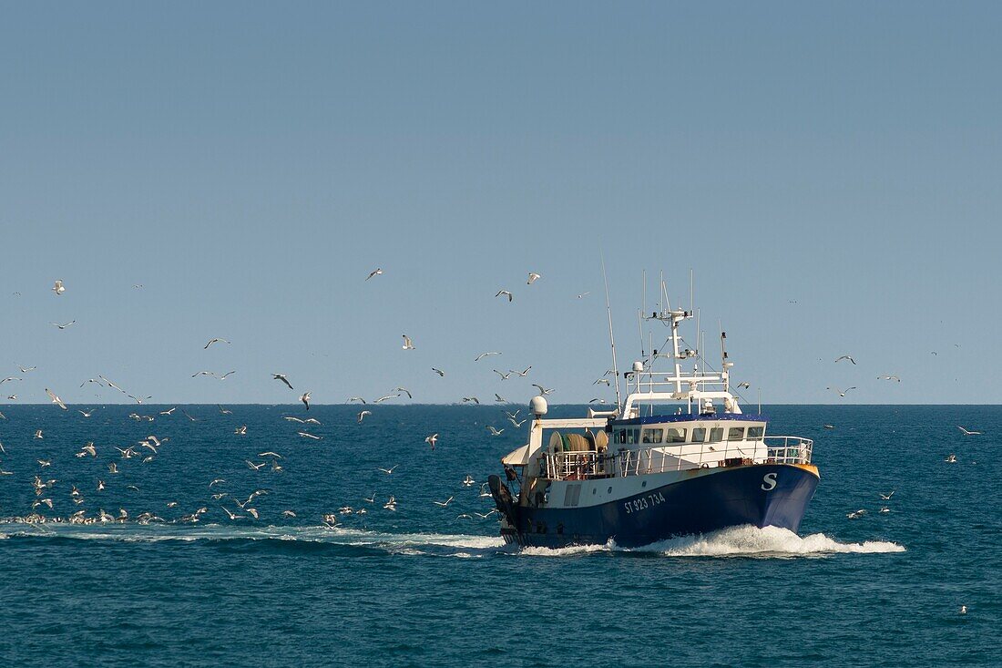 France, Herault, Sete, Trawler of return of fishing