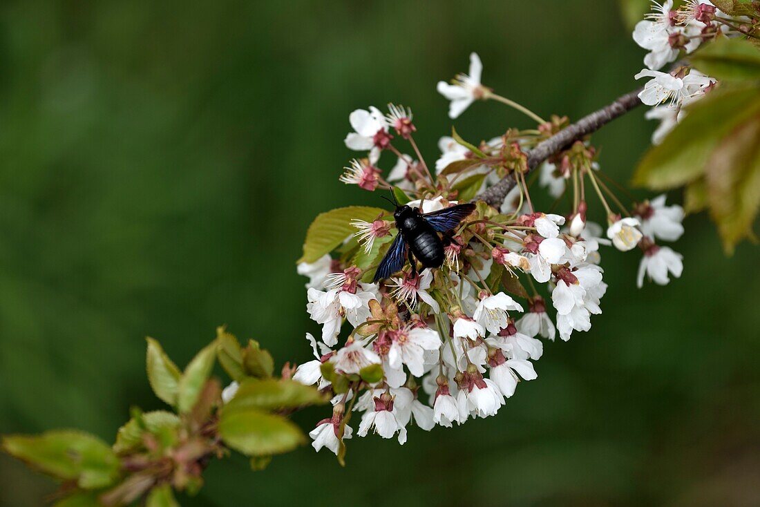 France, Jura, Orbagna, cherry tree (Prunus cerasus) in bloom, bee (Xylocopa violacea)