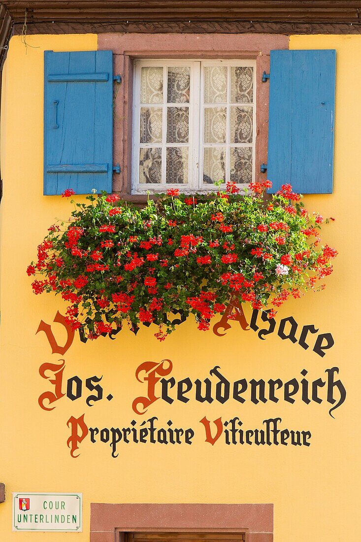 Frankreich, Haut Rhin, Route des Vins d'Alsace, Eguisheim mit der Aufschrift Les Plus Beaux Villages de France (Eines der schönsten Dörfer Frankreichs), Hof Unterlinden, Fassade des Weinkellers Joseph Freudenreich