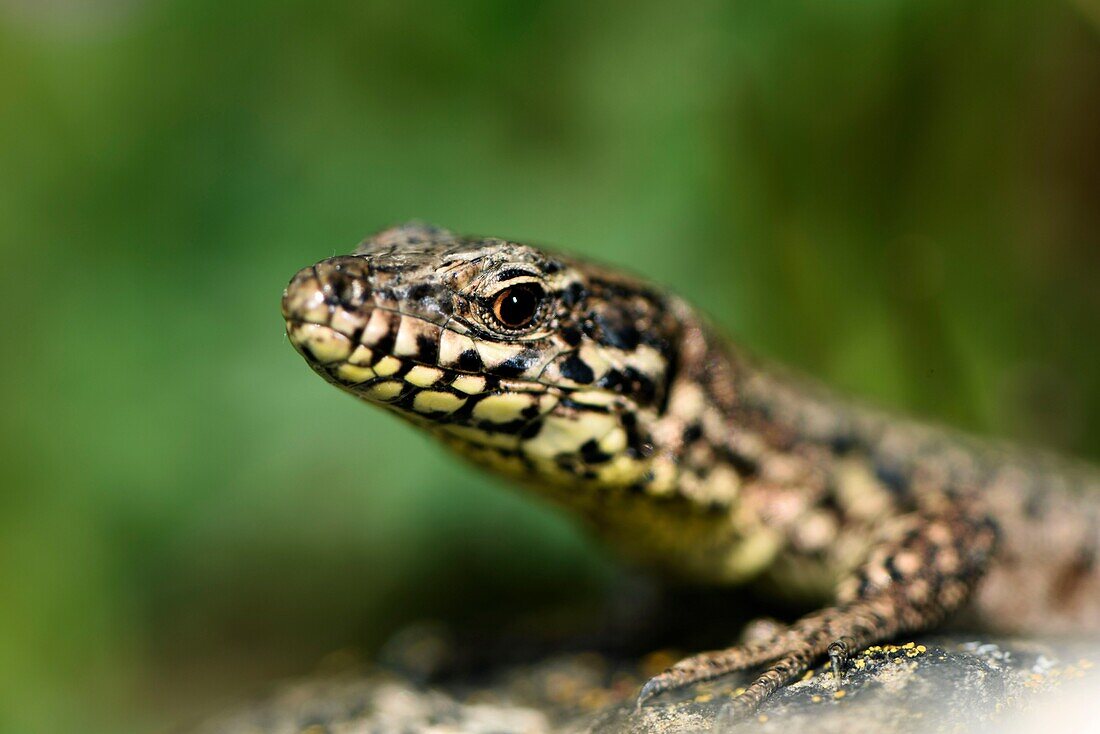 France, Haut Rhin, Soultzmatt, hill, vineyard, wall, common wall lizard (Podarcis muralis)