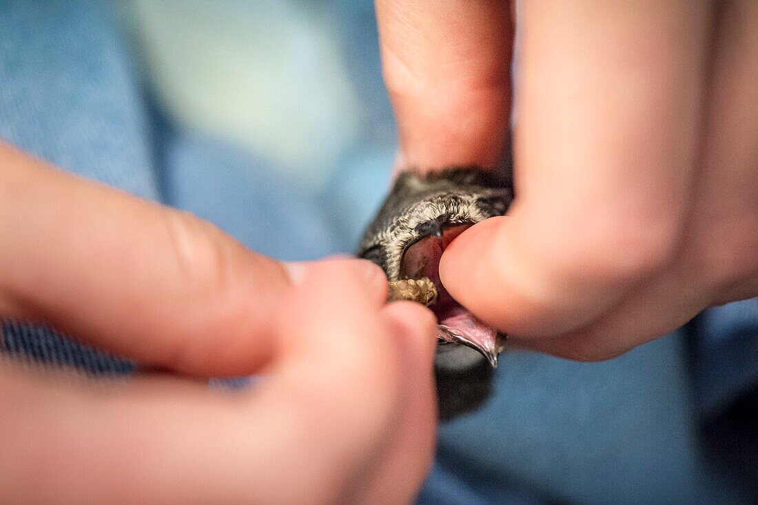 France, Cotes d'Armor, Pink Granite Coast, Pleumeur Bodou, Grande Island, Ornithological Station of the League of Protection of Birds (LPO), Wildlife Care Center, feeding a Black Swift (Apus apus)