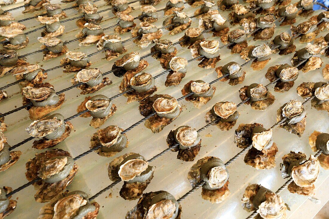 France, Herault, Bouzigues, The Circle of Oysters, oyster farmer and restaurateur