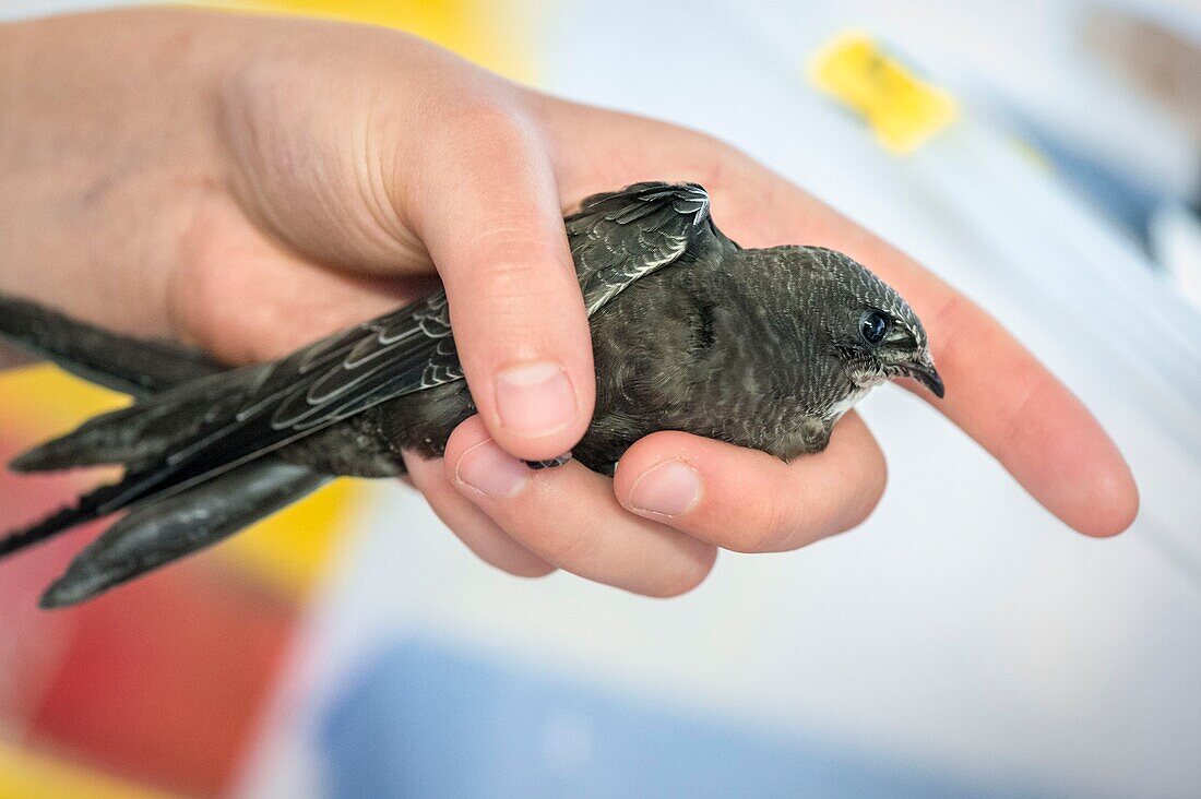 Frankreich, Cotes d'Armor, Rosa Granitküste, Pleumeur Bodou, Grande Island, Ornithologische Station der Liga für Vogelschutz (LPO), Wildlife Care Center, Fütterung eines Schwarzseglers (Apus apus)