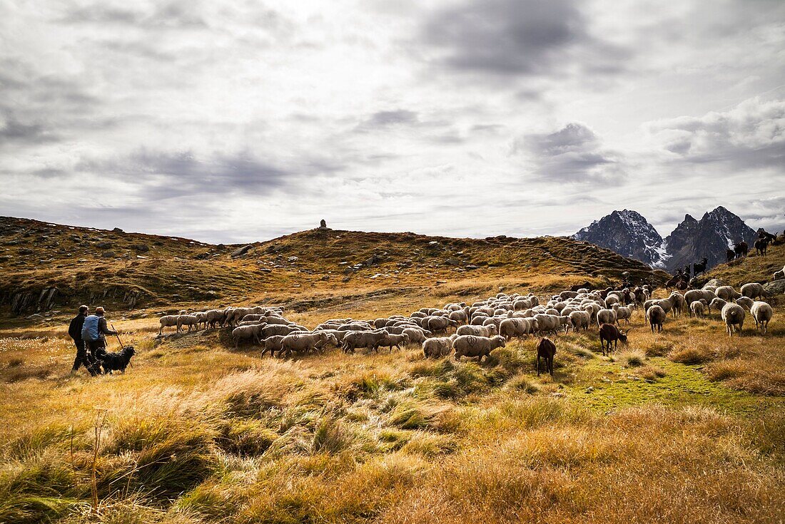 France, Haute Savoie, Chamonix Mont Blanc, mountain range of Mont Blanc, Jean-Luc Pitrat, sheperd, mountain pasture of Balme, with Emile Deslarzes, neighbor swiss shepherd