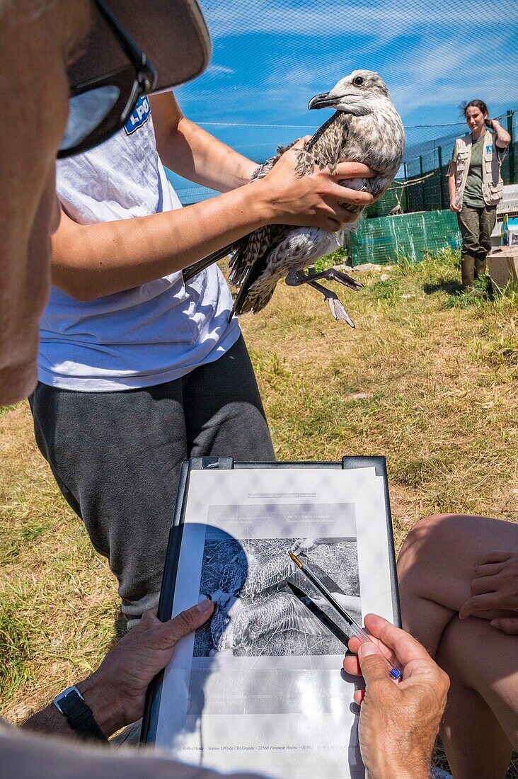 Frankreich, Cotes d'Armor, Rosa Granitküste, Pleumeur Bodou, Grande Island, Ornithologische Station der Vogelschutzliga (LPO), Zählen, Wiegen, Zählung und Beringung von Silbermöwen (Larus fuscus) und Heringsmöwen (Larus argentatus) vor der Freilassung größerer Exemplare