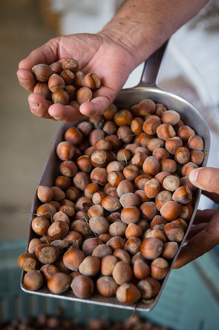 France, Haute Corse, Cervione, capital of hazelnut, after the breakage, sorting of hazelnuts in the casserie, cooperative