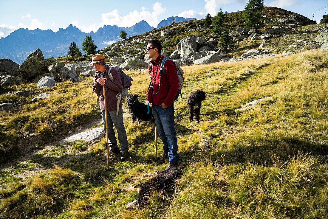 France, Haute Savoie, Chamonix Mont Blanc, village of Argentiere, mountain range of Mont Blanc, Jean-Luc Pitrat, sheperd, mountain pasture of the Pendant, with Donovan, the successor