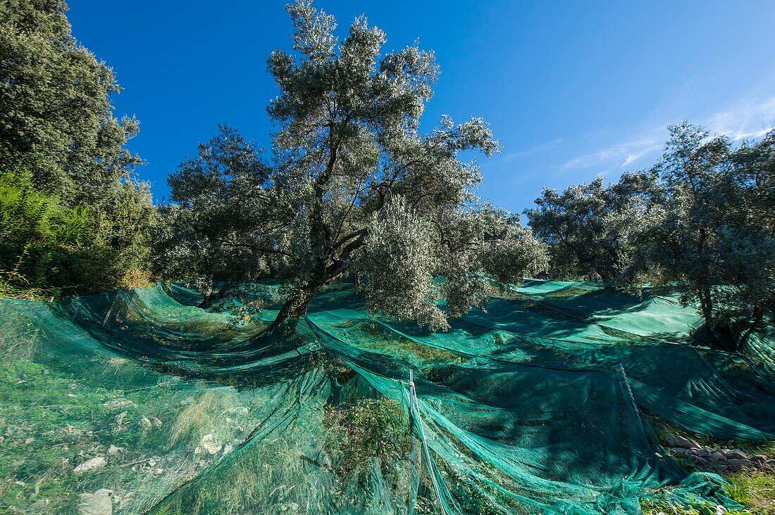 Frankreich, Corse du Sud, Sainte Lucie von Tallano, der Olivenbauer JC Arrii hat die Plantagen mit sehr alten Olivenbäumen seiner Vorfahren übernommen, Landschaften mit sehr steilen Sekantenplantagen mit Netzen für die Ernte