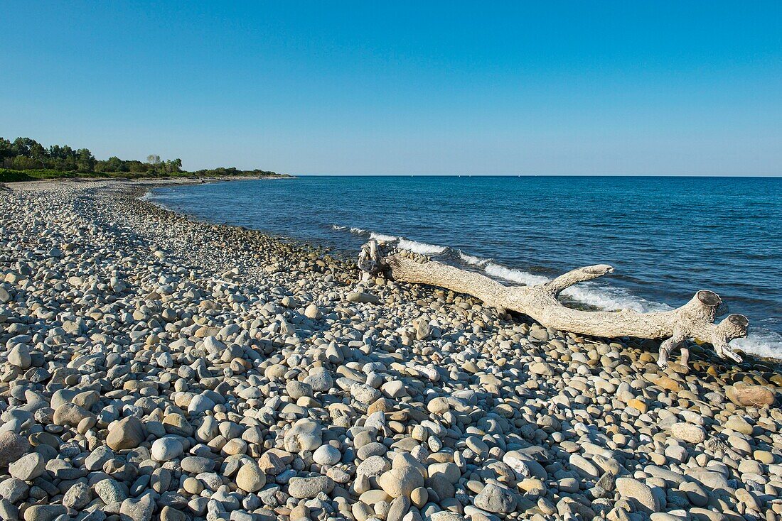 France, Haute Corse, Aleria, eastern plain, tree trunk floated on the beach near the mouth of the river Tavignano