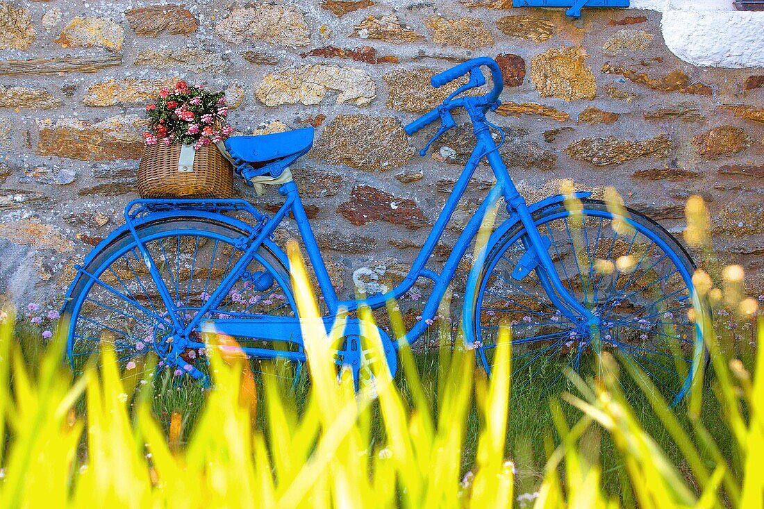 France, Finistere, Ponant islands, Armorica Regional Nature Park, Iroise Sea, Ouessant island, Biosphere Reserve (UNESCO), Lampaul, Flowery Blue Bicycle in front of Ouessantine House