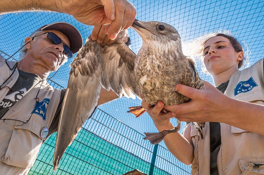 France, Cotes d'Armor, Pink Granite Coast, Pleumeur Bodou, Grande Island, Ornithological Station of the League of Protection of Birds (LPO), counting, weighing, census and ringing of Brown Gulls (Larus fuscus) and Herring Gulls (Larus argentatus) before releasing larger ones