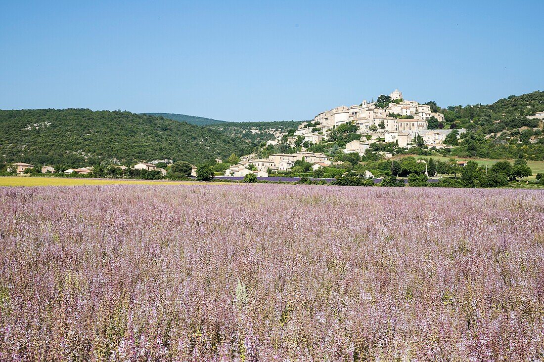 France, Alpes de Haute Provence, Simiane la Rotonde, clary sage field (Salvia sclarea)