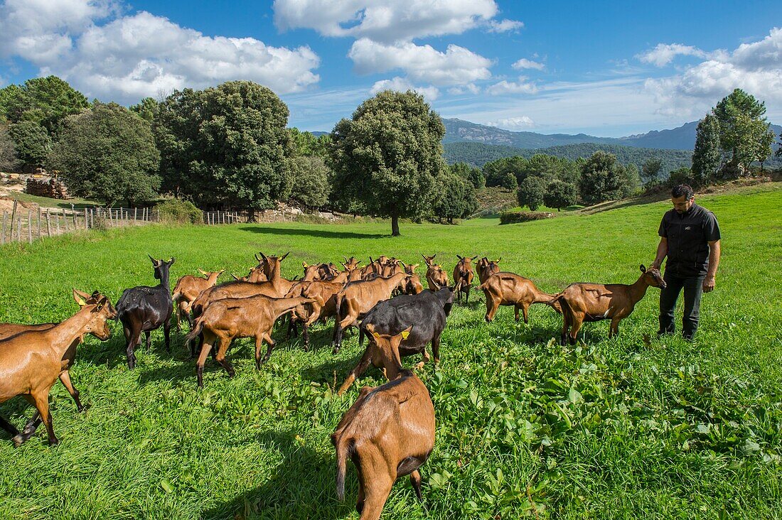 Frankreich, Corse du Sud, Alta Rocca, Gislain Mariani, Bauer und seine Ziegenherde auf den Weiden südlich des Dorfes Quenza