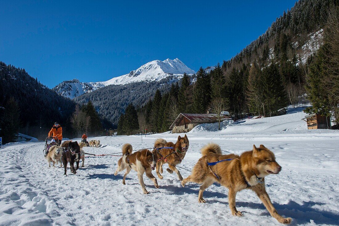 France, Haute Savoie, Massif of the Mont Blanc, the Contamines Montjoie, trails round in harness of dogs of sleds on the Scandinavian space of notre dame de la Gorge with the needle of Roselette