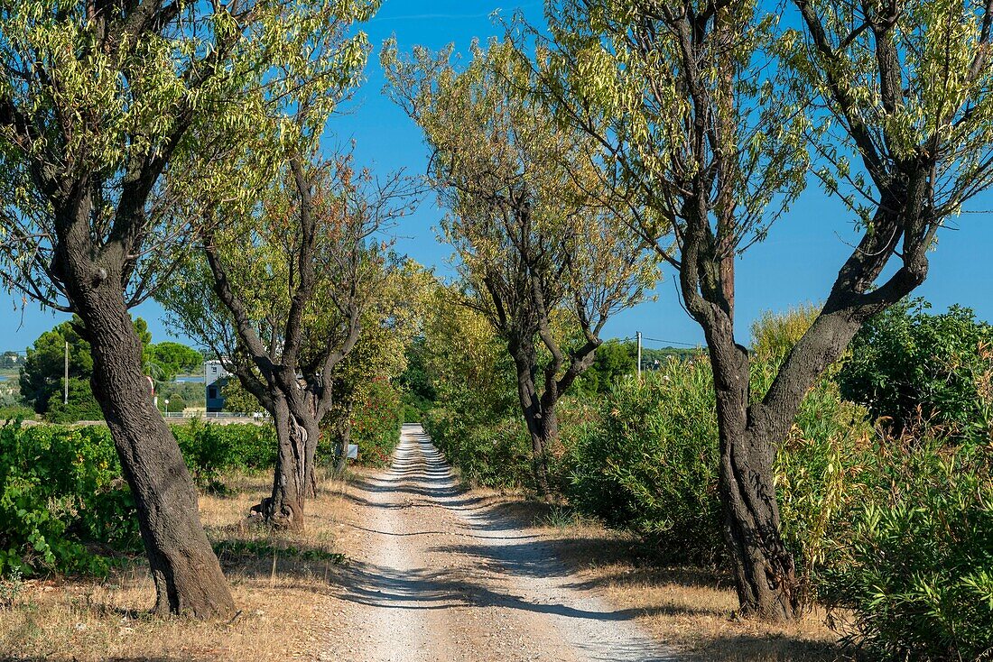 Frankreich, Herault, Vic-la-Gardiole, Domain De La Plaine, mit Mandelbäumen gesäumte Wege inmitten von Weinbergen