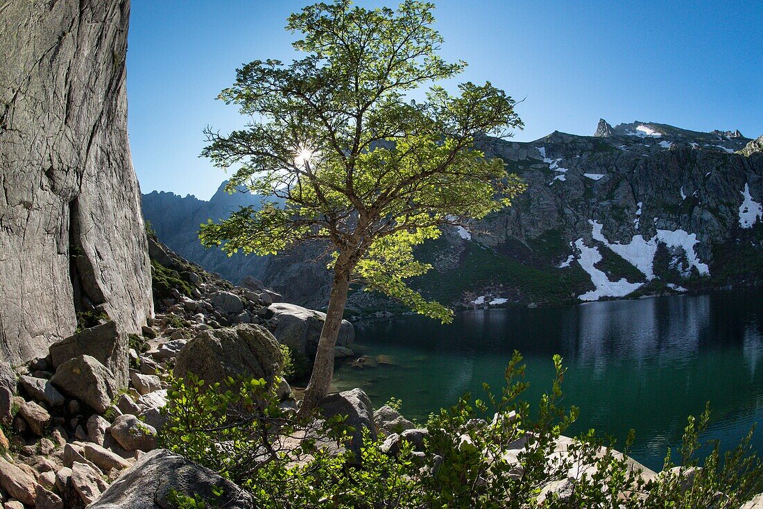 France, Haute Corse, Corte, Restonica Valley, in the Regional Natural Park the lake Melo