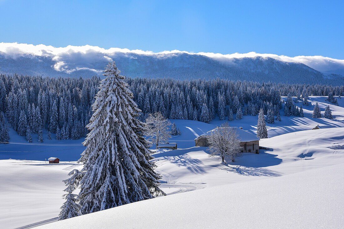 Frankreich, Jura, GTJ große Überquerung des Juras auf Schneeschuhen, verschneite Landschaft der Hochebene der Hautes Combes