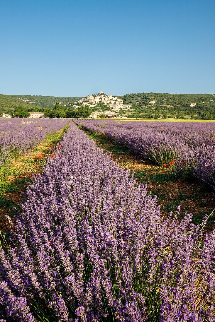 France, Alpes de Haute Provence, Simiane la Rotonde, lavender field at the foot of the village