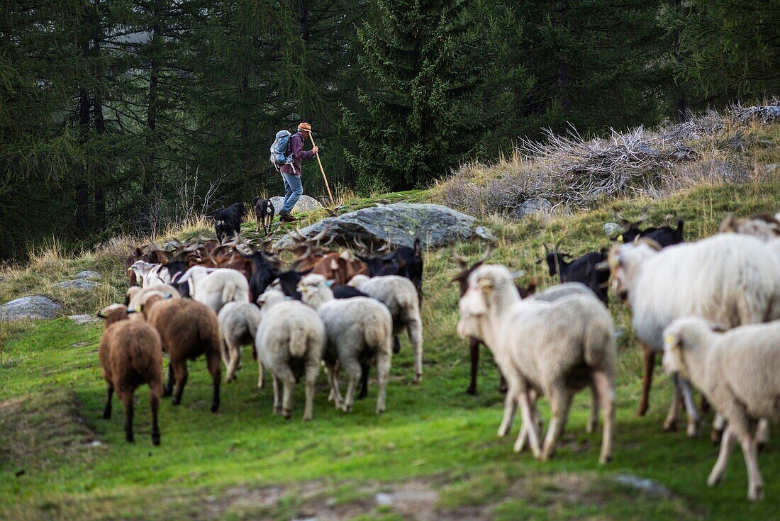 France, Haute Savoie, Chamonix Mont Blanc, village of Argentiere, mountain range of Mont Blanc, Jean-Luc Pitrat, sheperd, mountain pasture of the Pendant