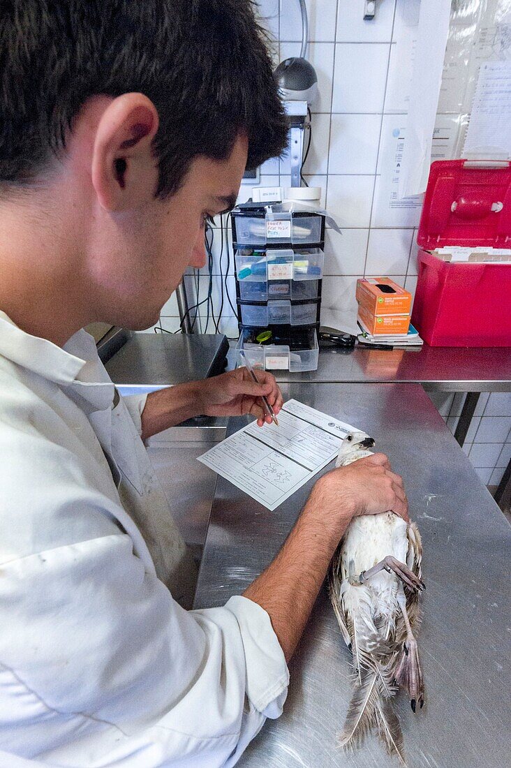 France, Cotes d'Armor, Pink Granite Coast, Pleumeur Bodou, Grande Island, Ornithological Station of the League of Protection of Birds (LPO), Wildlife Care Center, entrance examination a juvenile gull