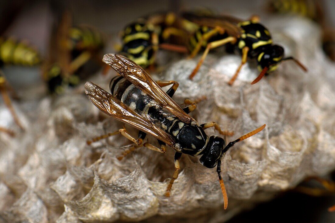 Frankreich, Territoire de Belfort, Belfort, Fenster, Fensterpflanze, Wespennest, Polistes gallicus oder Polistes doninulus, frisch geschlüpfte Arbeiterin