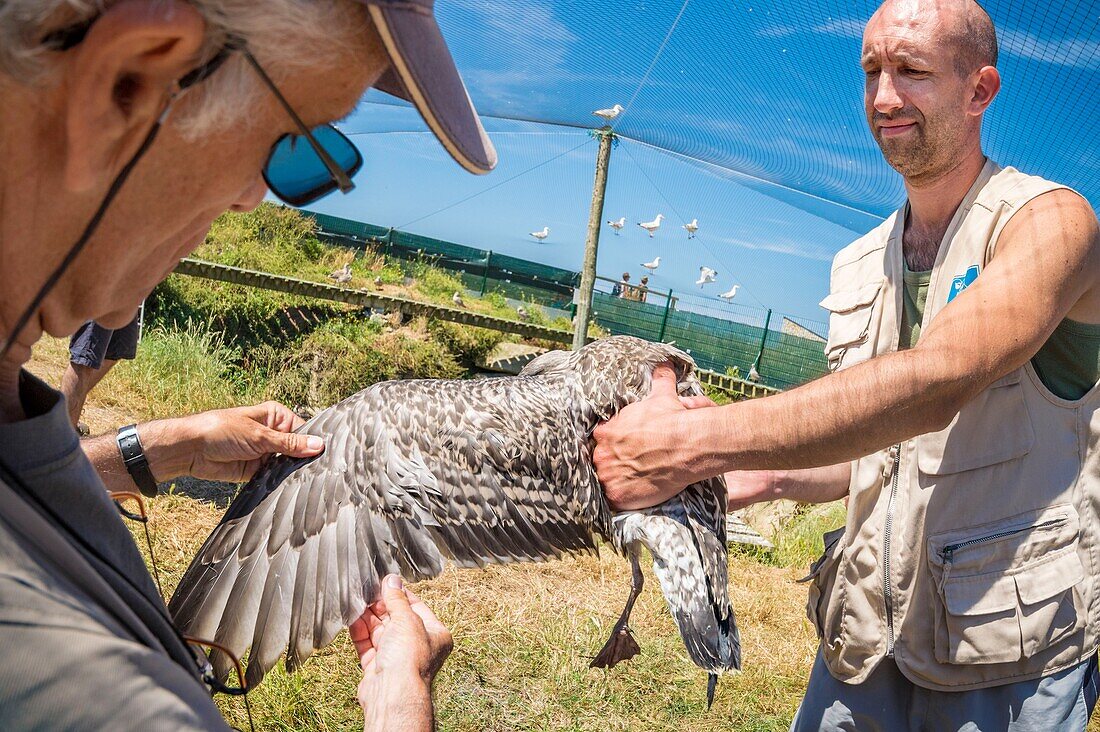 France, Cotes d'Armor, Pink Granite Coast, Pleumeur Bodou, Grande Island, Ornithological Station of the League of Protection of Birds (LPO), counting, weighing, census and ringing of Brown Gulls (Larus fuscus) and Herring Gulls (Larus argentatus) before releasing larger ones