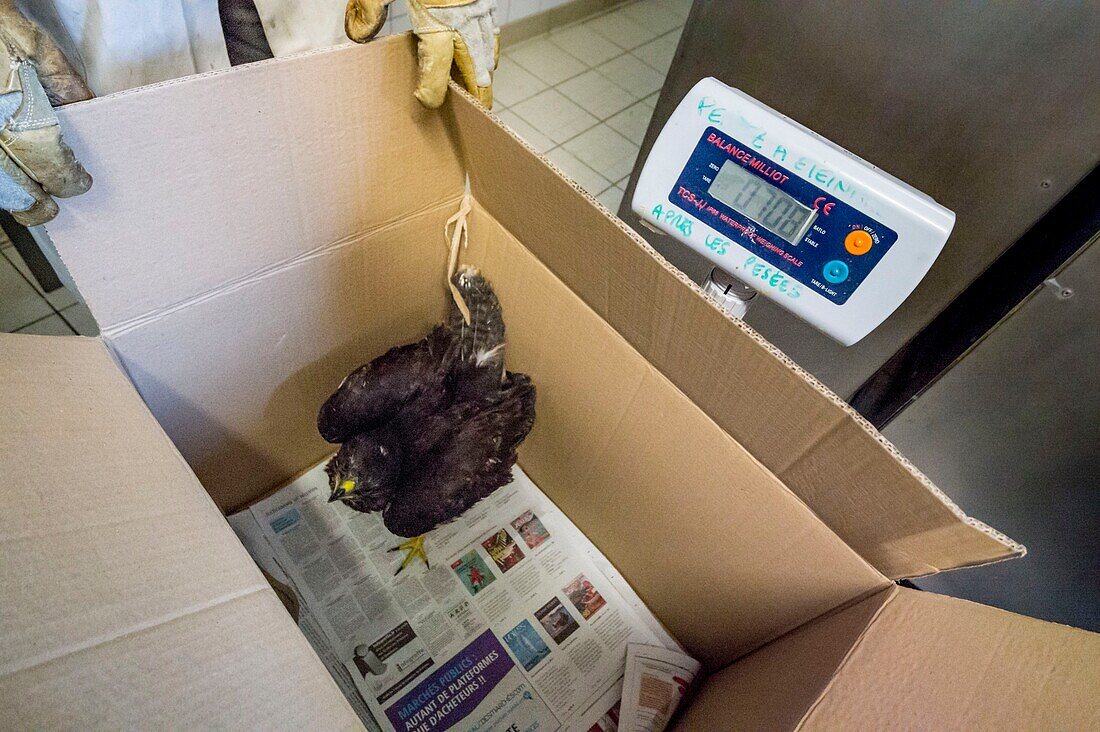 France, Cotes d'Armor, Pink Granite Coast, Pleumeur Bodou, Grande Island, Ornithological Station of the League of Protection of Birds (LPO), Wildlife Care Center, weighing a buzzard