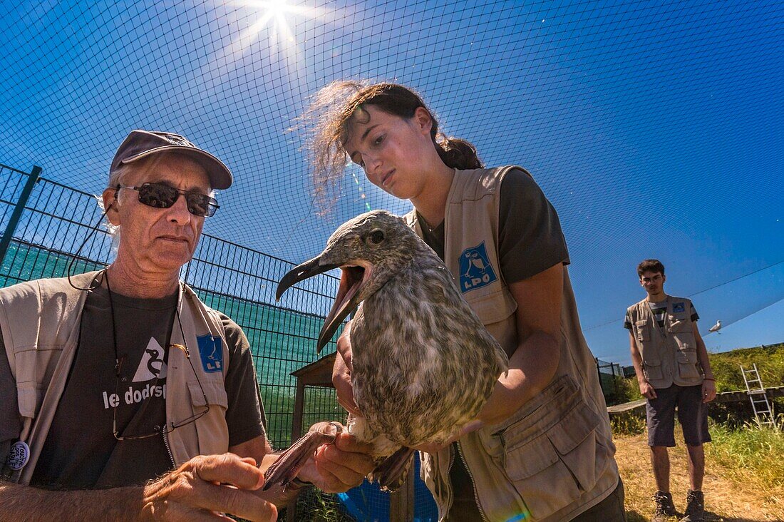 Frankreich, Cotes d'Armor, Rosa Granitküste, Pleumeur Bodou, Grande Island, Ornithologische Station der Liga für Vogelschutz (LPO), Zählen, Wiegen, Zählung und Beringung von Silbermöwen (Larus fuscus) und Heringsmöwen (Larus argentatus) vor der Freilassung größerer Exemplare