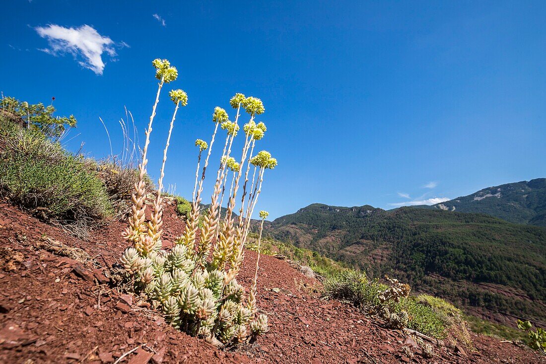 Frankreich, Alpes Maritimes, Nationalpark Mercantour, Haut-Var-Tal, Schluchten von Daluis, Fahle Fetthenne (Sedum sediforme)