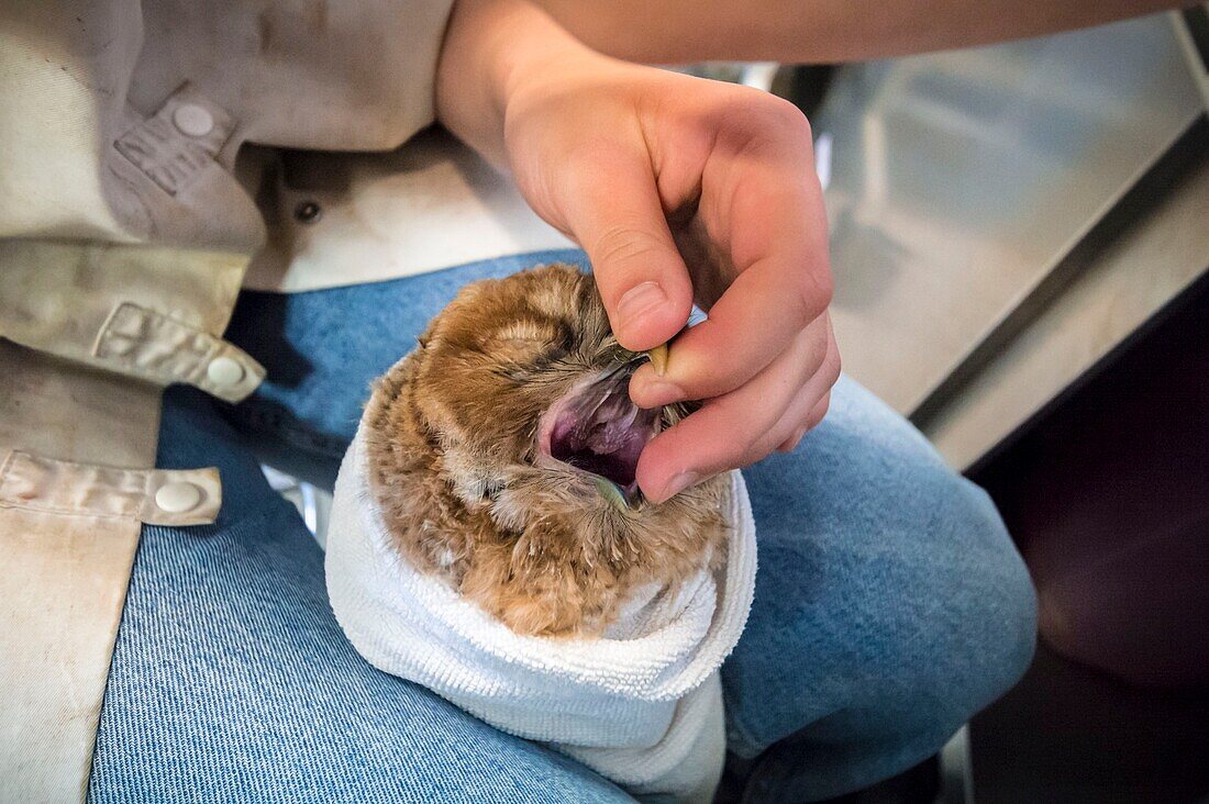 Frankreich, Cotes d'Armor, Rosa Granitküste, Pleumeur Bodou, Grande Island, Ornithologische Station der Vogelschutzliga (LPO), Wildlife Care Center, Fütterung einer Eule