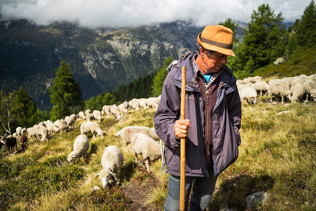 France, Haute Savoie, Chamonix Mont Blanc, village of Argentiere, mountain range of Mont Blanc, Jean-Luc Pitrat, sheperd, mountain pasture of the Pendant