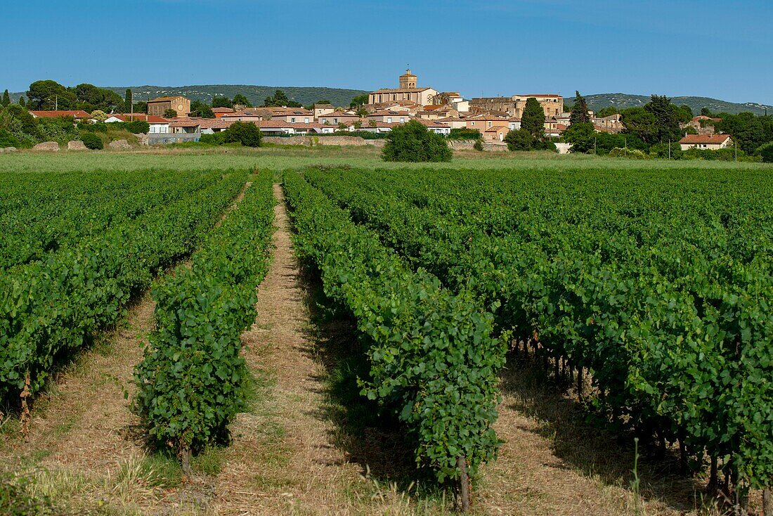 Frankreich, Herault, Poussan, Weinberg mit einem Dorf im Hintergrund
